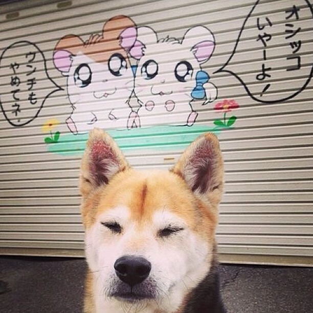 体育短视频平台日活突破千万，成青少年主流入口，体育类视频自媒体