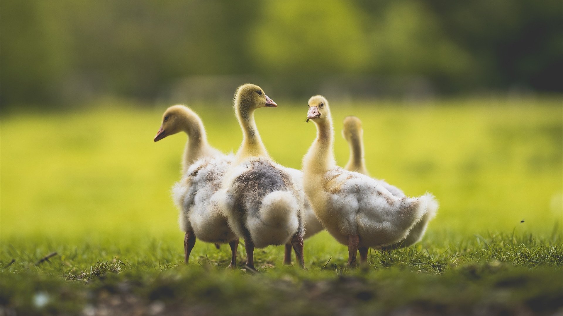 国外运动员的交流经验分享，国外运动员培养