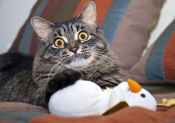 德国羽毛球选手在比赛中展现出顽强拼搏精神，德国羽毛球主教练