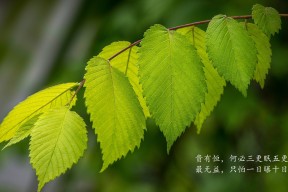 开云网页-_都市雪地运动:白雪覆盖的激情盛宴_,雪地cs