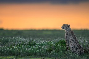 开云全站-中国复合弓女队在射箭世界杯上海站团体赛中表现出色，中国复合弓能射多远