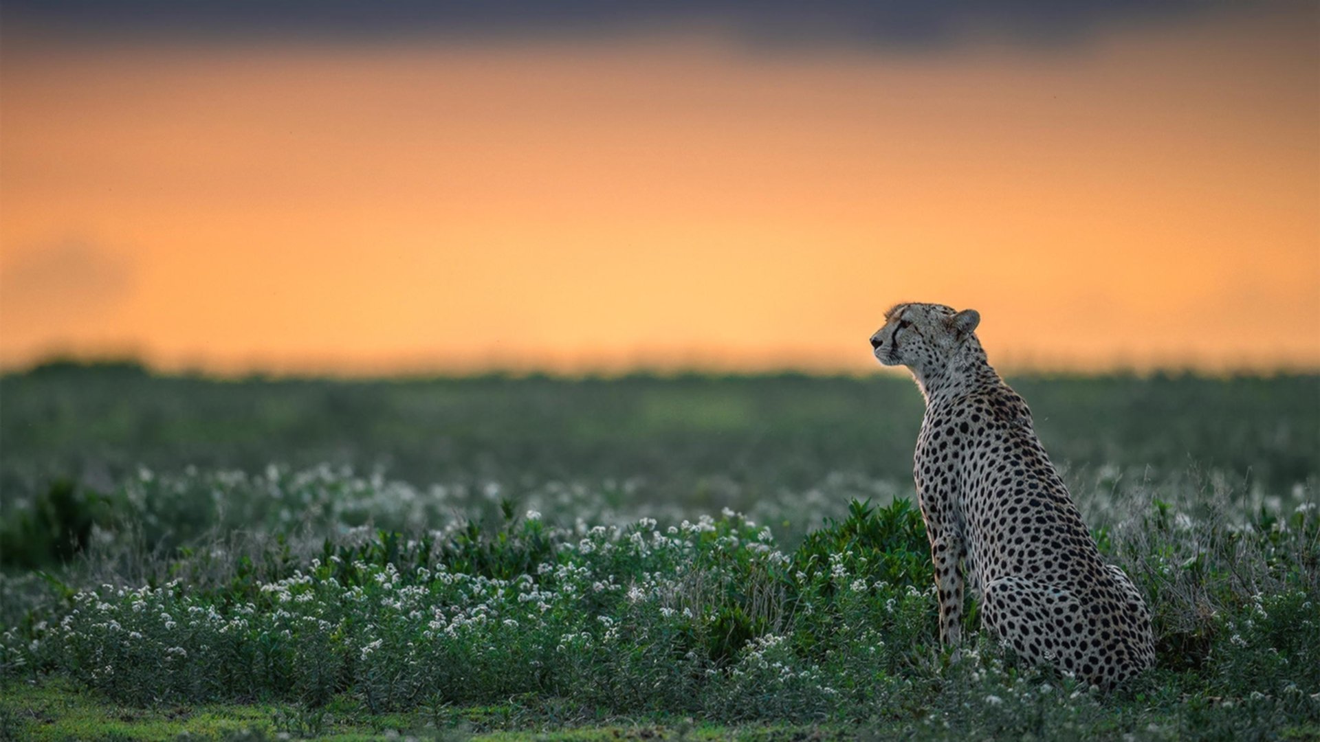 中国复合弓女队在射箭世界杯上海站团体赛中表现出色，中国复合弓能射多远