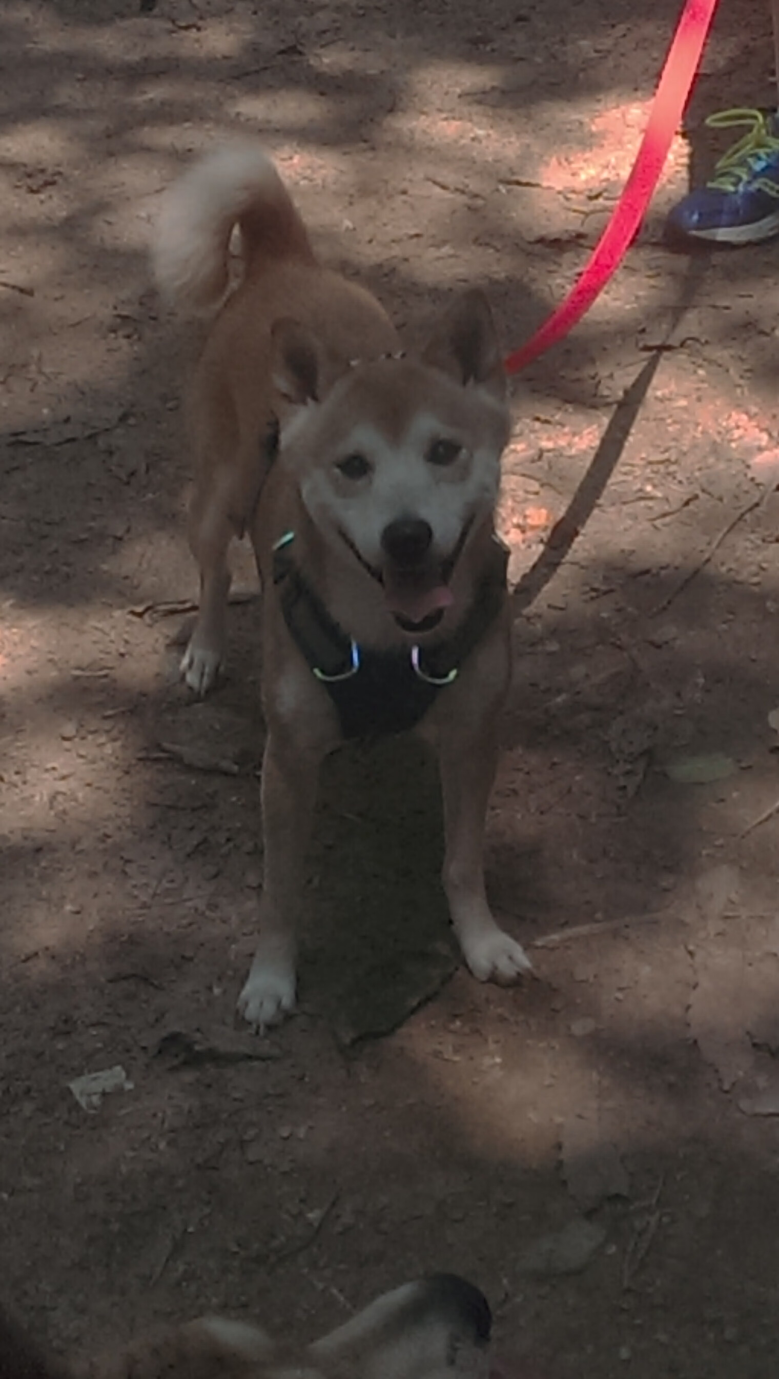 中外足球交流活动频繁,促进互学互鉴,中西方传统足球文化比较