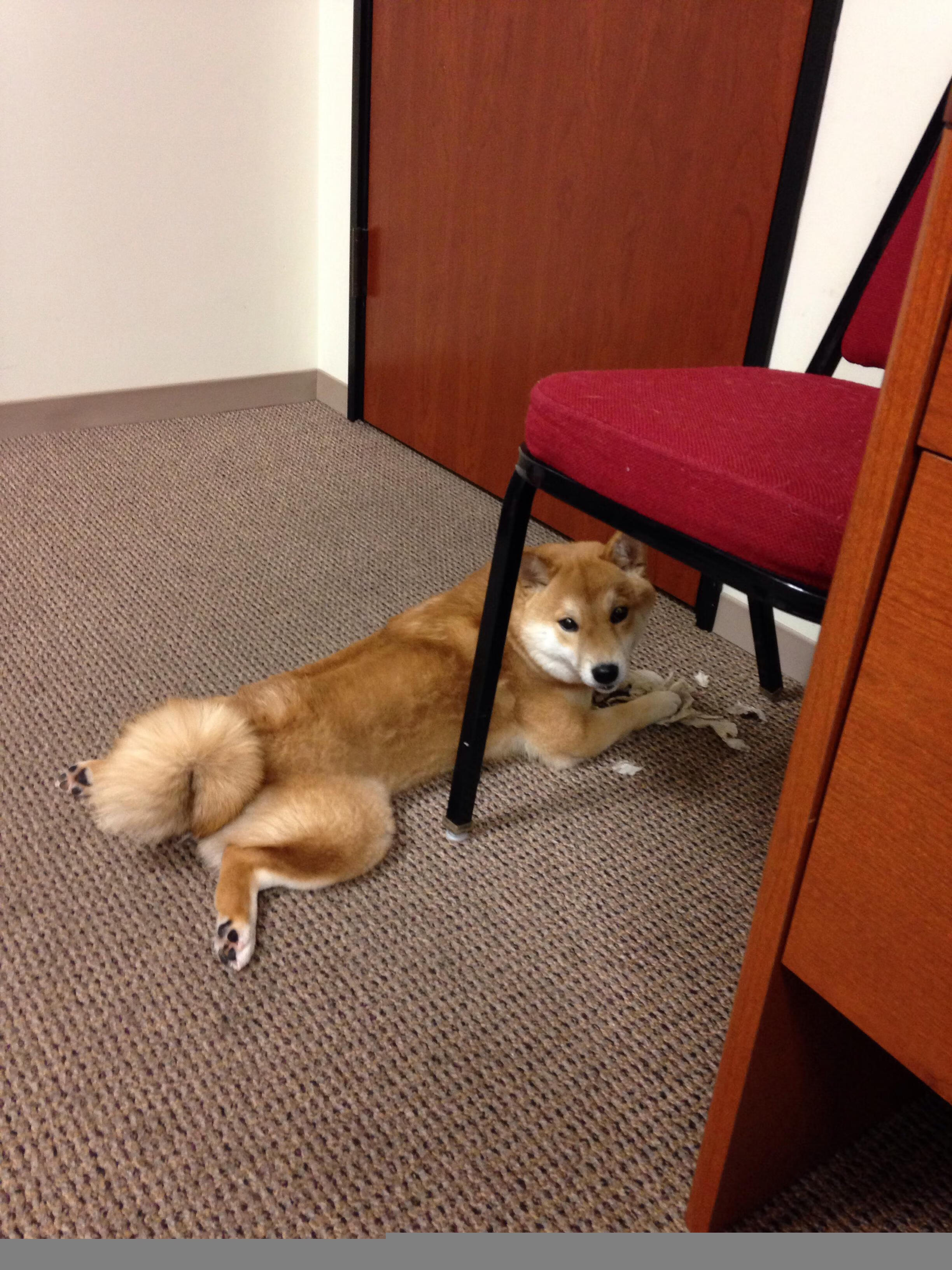 史上最大“黑马逆袭”：从边缘到巅峰的神奇转变，最大的黑马英文